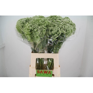 Ammi Visnaga