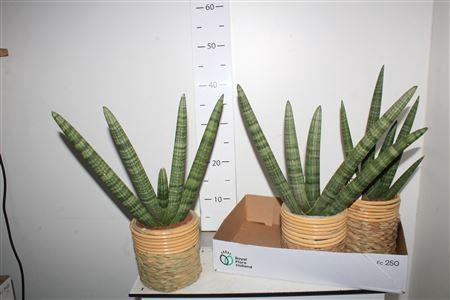 <h4>Sansev Cy Handshake In Deco Pot</h4>