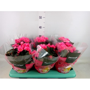 Begonia elat. HL 'Adonia Pink'