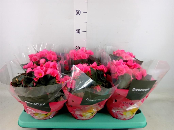 <h4>Begonia elat. HL 'Adonia Pink'</h4>