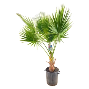 Washingtonia robusta