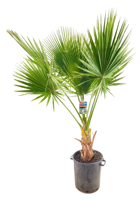 <h4>Washingtonia robusta</h4>