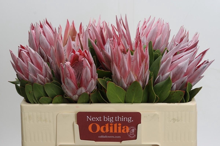 <h4>Protea Cynaroides</h4>
