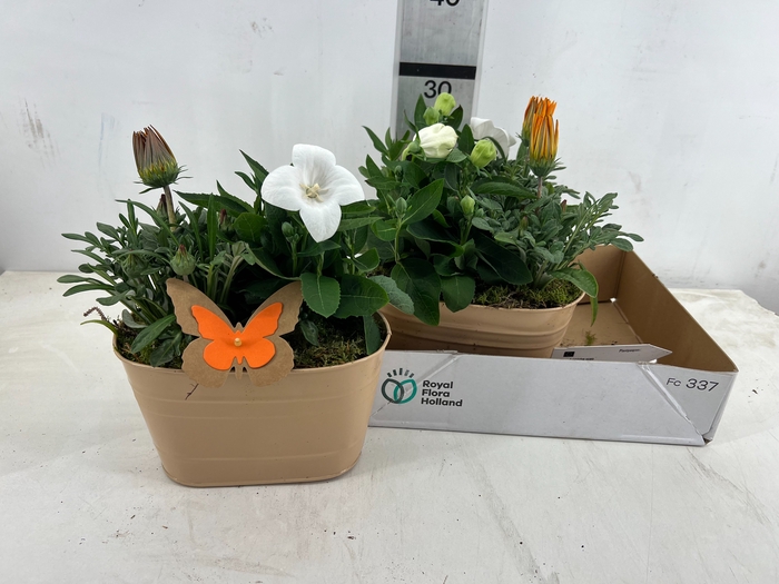 <h4>ARR TUINPLANTEN</h4>
