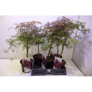 Acer Pa Garnet