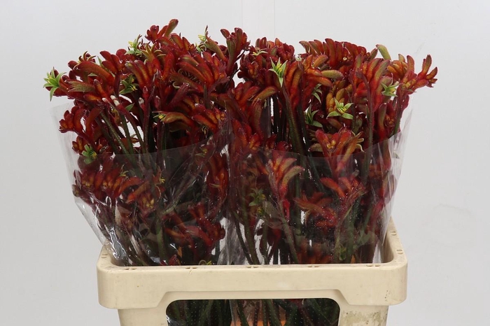 Anigozanthos Rampaging Roy Slaven