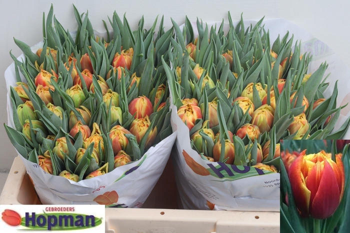 <h4>TU DU EDITION</h4>