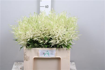 <h4>Astilbe japonica 'Whasingthon'</h4>