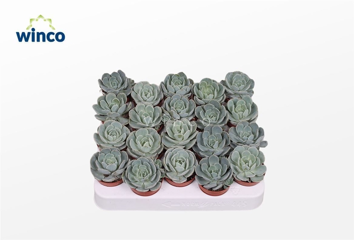 <h4>Echeveria Grey Prince</h4>