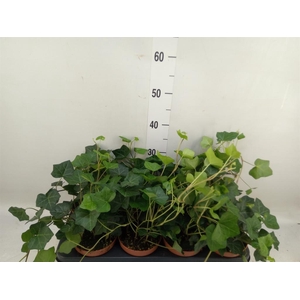Hedera hibernica