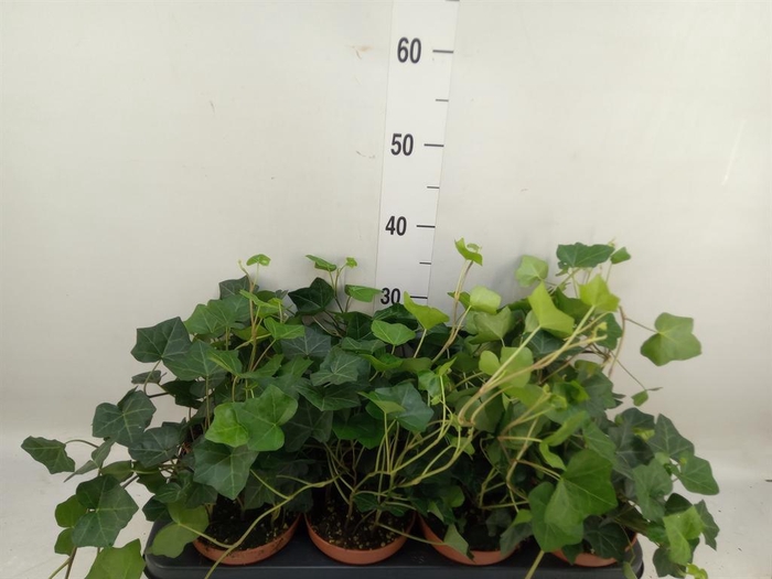 <h4>Hedera hibernica</h4>