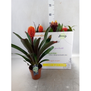 Guzmania   ...mix