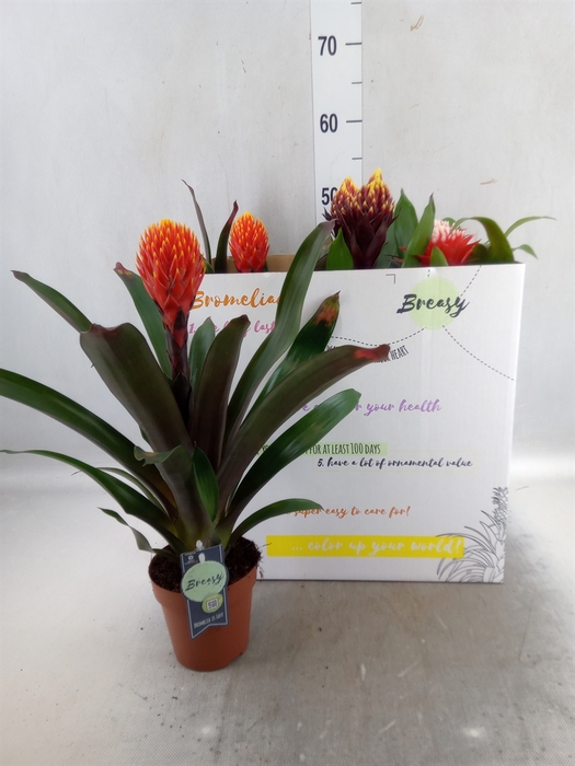 Guzmania   ...mix