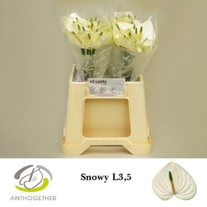 Anthurium andr. 'Snowy'
