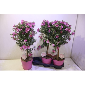 Anis Cap El Princess