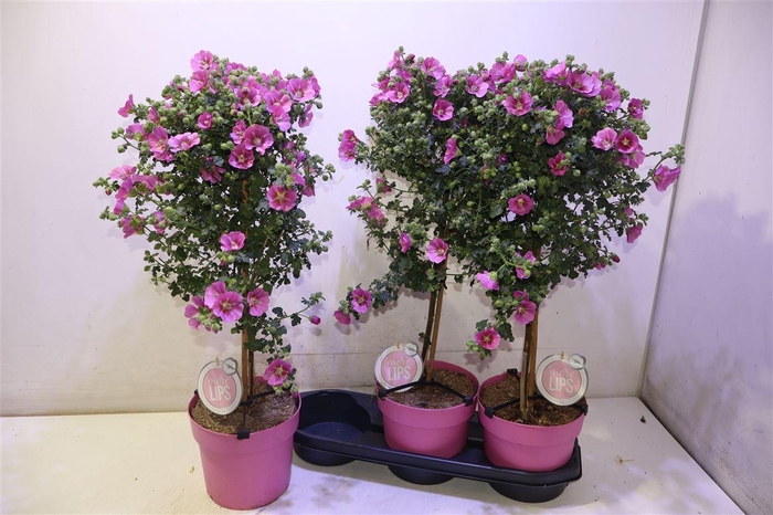 <h4>Anis Cap El Princess</h4>