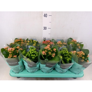 Kalanchoe blos.   ..rosebud mix  5