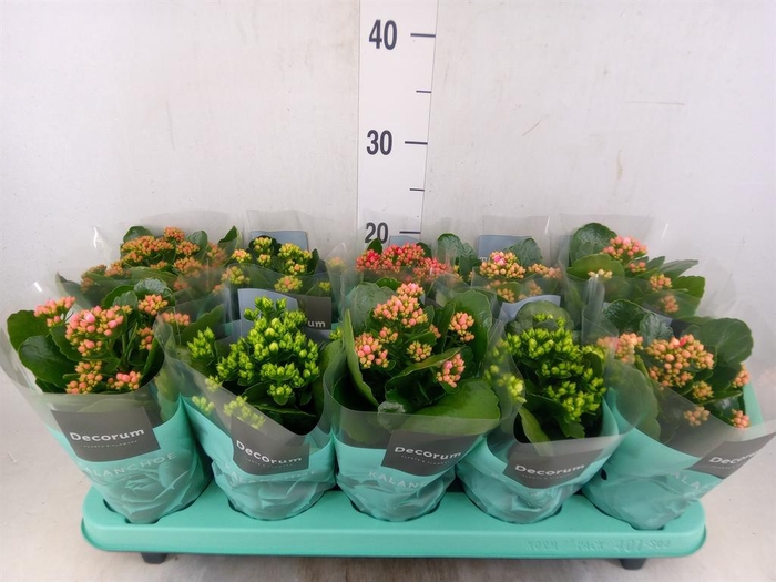 <h4>Kalanchoe blos.   ..rosebud mix  5</h4>