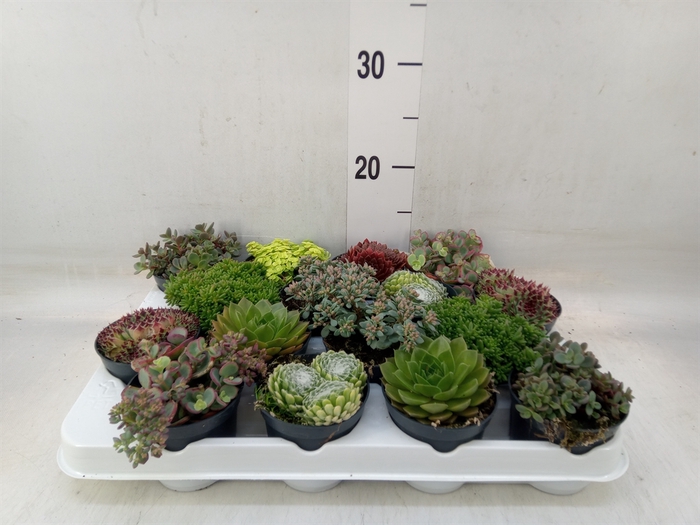 <h4>Rotsplanten   ...mix   [Rock plant]</h4>
