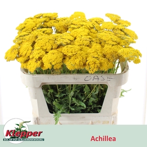 ACHIL F PARK VARIETY