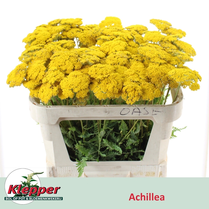 <h4>ACHIL F PARK VARIETY</h4>