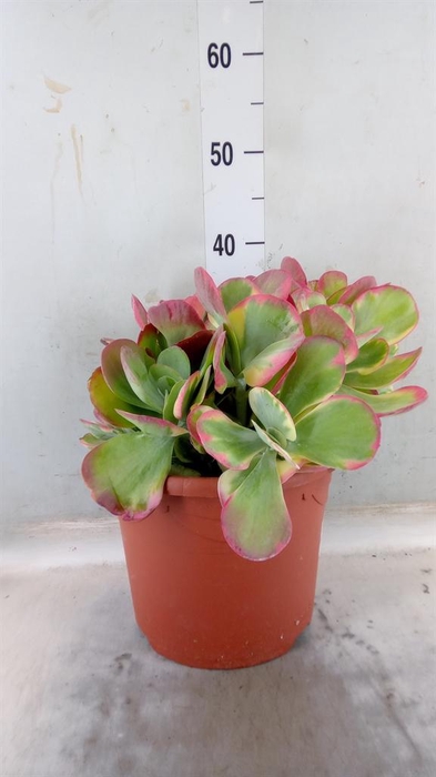 <h4>Kalanchoe NF   ...</h4>