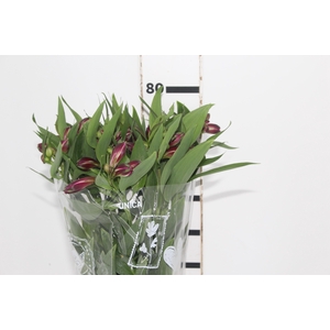 ALSTROEMERIA POMPEII 080 CM