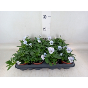 Viola corn. 'Evo Mini Marina'