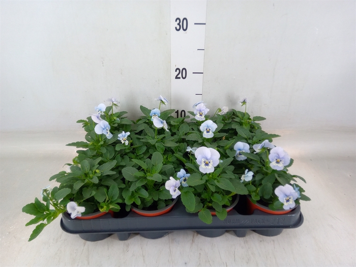 <h4>Viola corn. 'Evo Mini Marina'</h4>