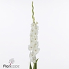 Gladiolus la flevo snow