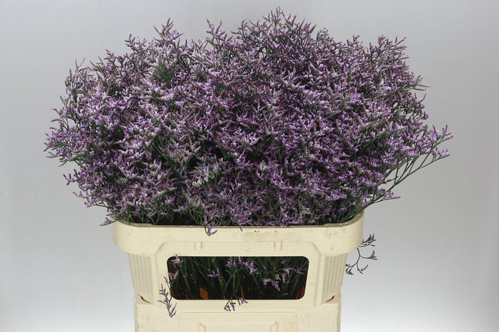 <h4>Lim. Saf Lilac</h4>