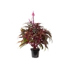 CELOSIA DRAGONS BREATH P14