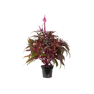 CELOSIA DRAGONS BREATH P14