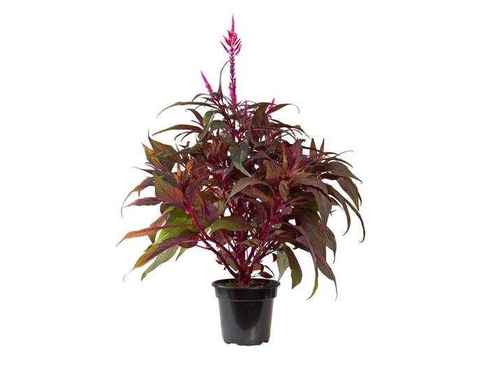 CELOSIA DRAGONS BREATH P14
