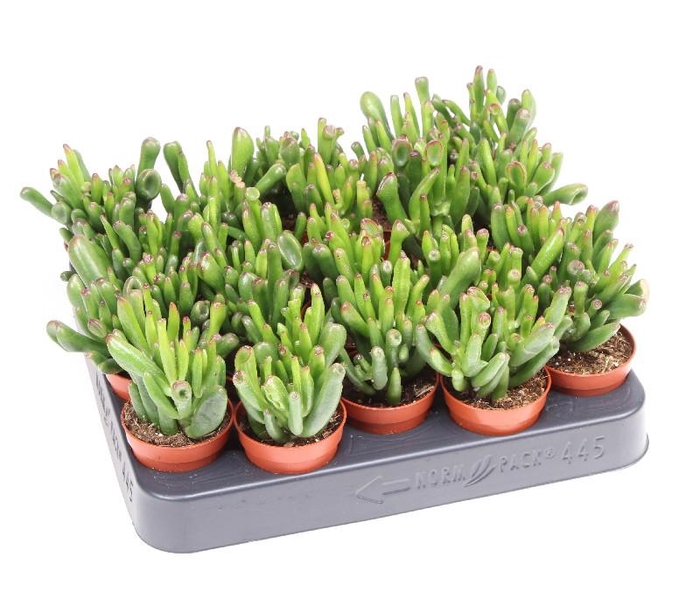 <h4>Crassula Overig mini Hobbit, CR5012</h4>