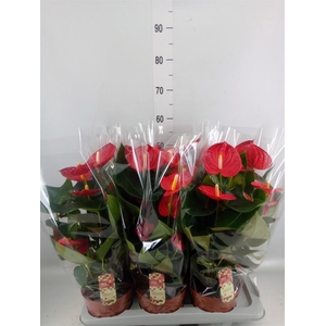 Anthurium andr. 'Tremendo'