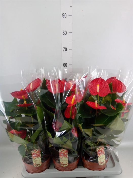 <h4>Anthurium andr. 'Tremendo'</h4>