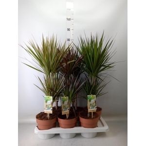 Dracaena   ...mix