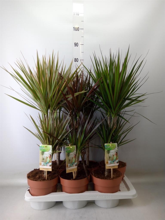 <h4>Dracaena   ...mix</h4>