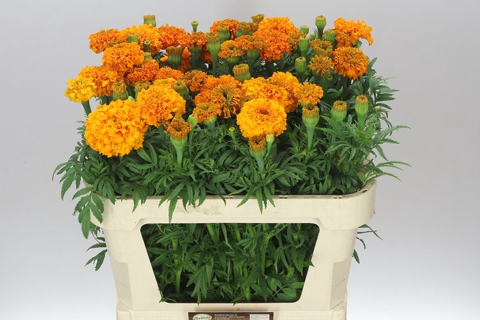 <h4>Tagetes E Promise Orange</h4>