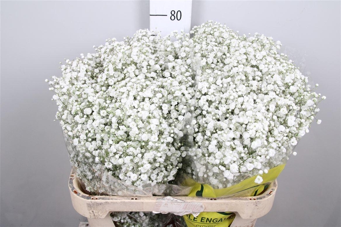 <h4>Gyps Pa Xlence</h4>