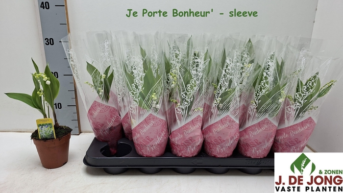 <h4>CONVALLARIA MAJALIS</h4>