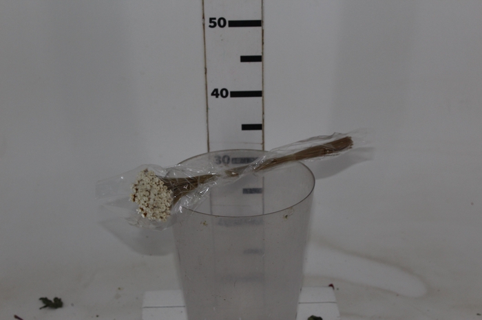 <h4>PLANTA SECA SEMPRE VIVA BRANCO 30CM</h4>