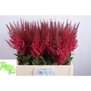 Astilbe Ar Paul Gaarder