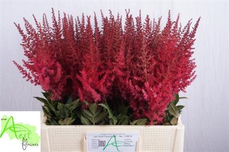 <h4>Astilbe Ar Paul Gaarder</h4>