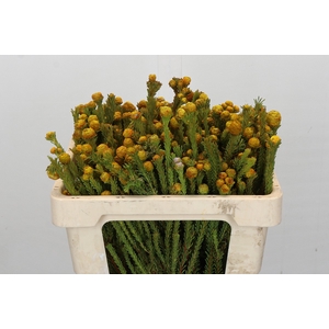 Cape GreenTortum Yellow