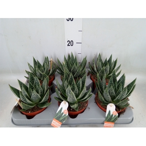 Gasteria