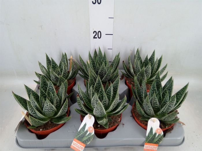 <h4>Gasteria</h4>