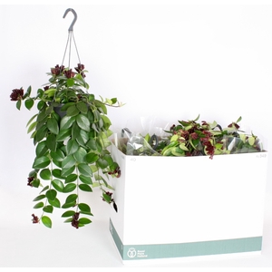 Aeschynanthus Mona Lisa 17Ø 50cm