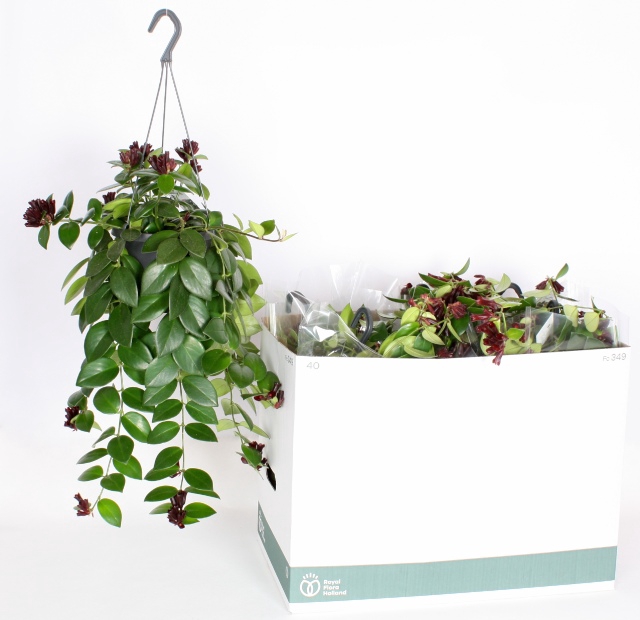 Aeschynanthus Mona Lisa 17Ø 50cm